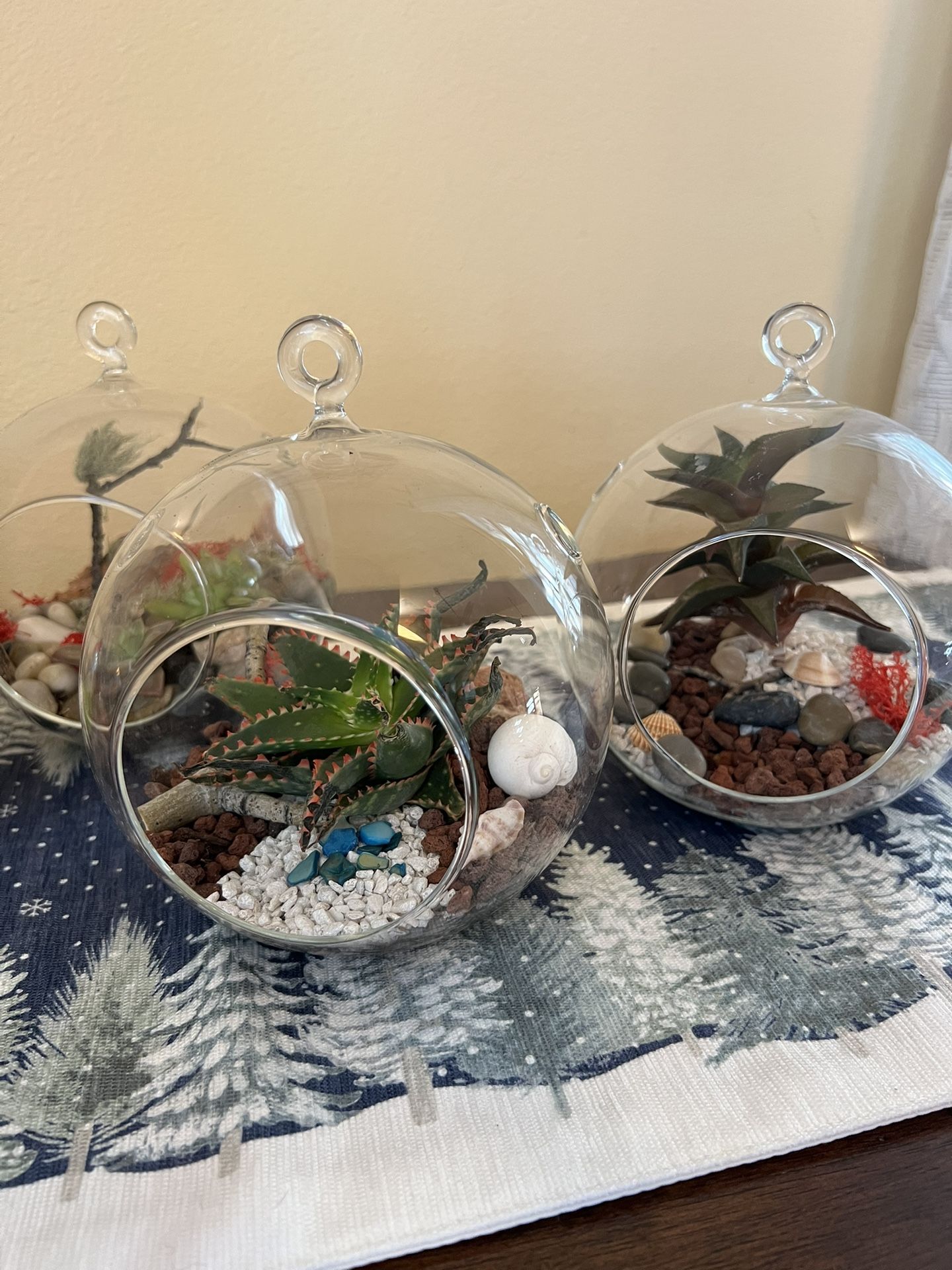 Live Succulent Arrangements