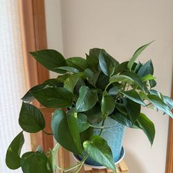 Live Healthy Golden Potho Money Plants In 8” Metal Pot