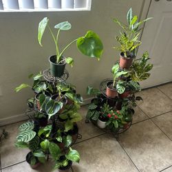 Small Plants 5 Each 