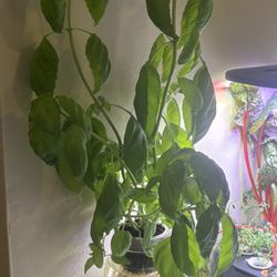 3 Ft Italian Basil Plant 