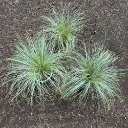 Ornamental grass Japanese Silk Tassel. Sammamish, Beaver Lake 