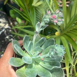 Echeveria Dusty Rose Succulent Plant