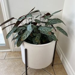 Modern Indoor Planter/pot - Crate & Barrel
