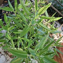 Mother Of Thousands Plant 