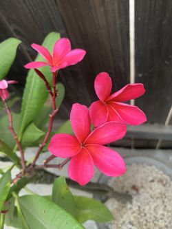 Plumerias