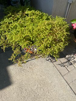 Big beautiful plant