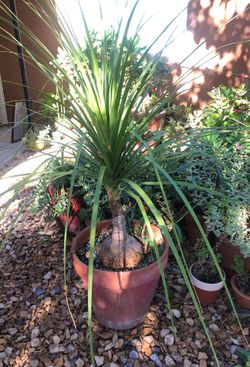 Ponytail palm