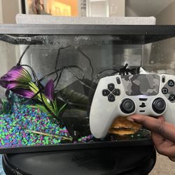 Fish Tank 