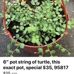 String Of Tutle, $35 Firm, 95817