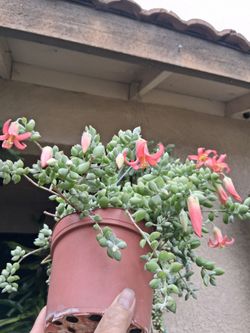 Blooming Cotyledon Pendens Plant $25