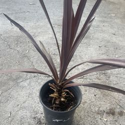 Plant $10