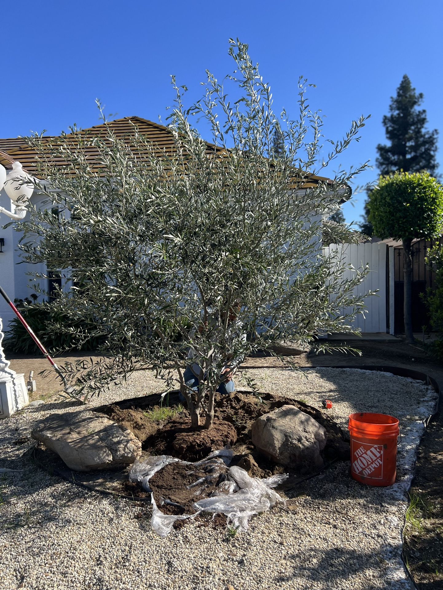 Olea europaea Swan Hill variety fruitless olive trees for sale