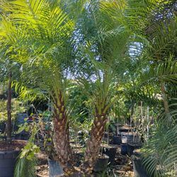 Robellini Palm Tree 25gl $150