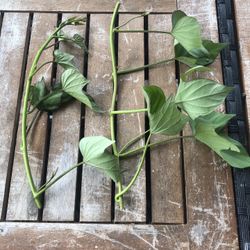 Sweet Potato Cuttings - EDIBLE + GROWS HUGE