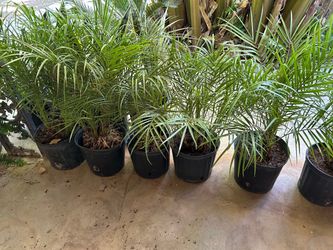Pigmy palms 15$ each