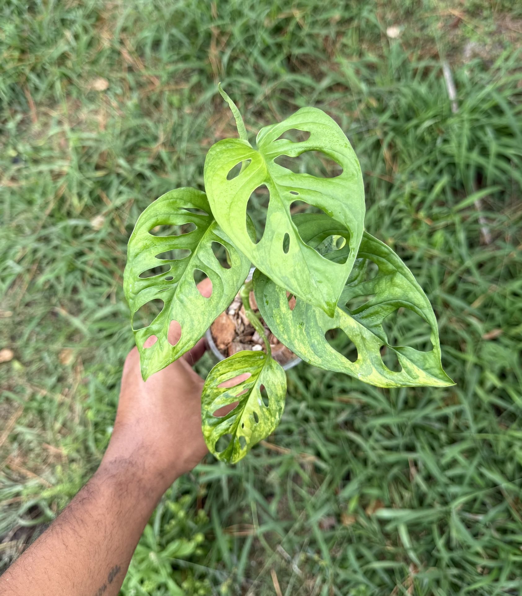 Monstera Adansonii Aurea Variegated