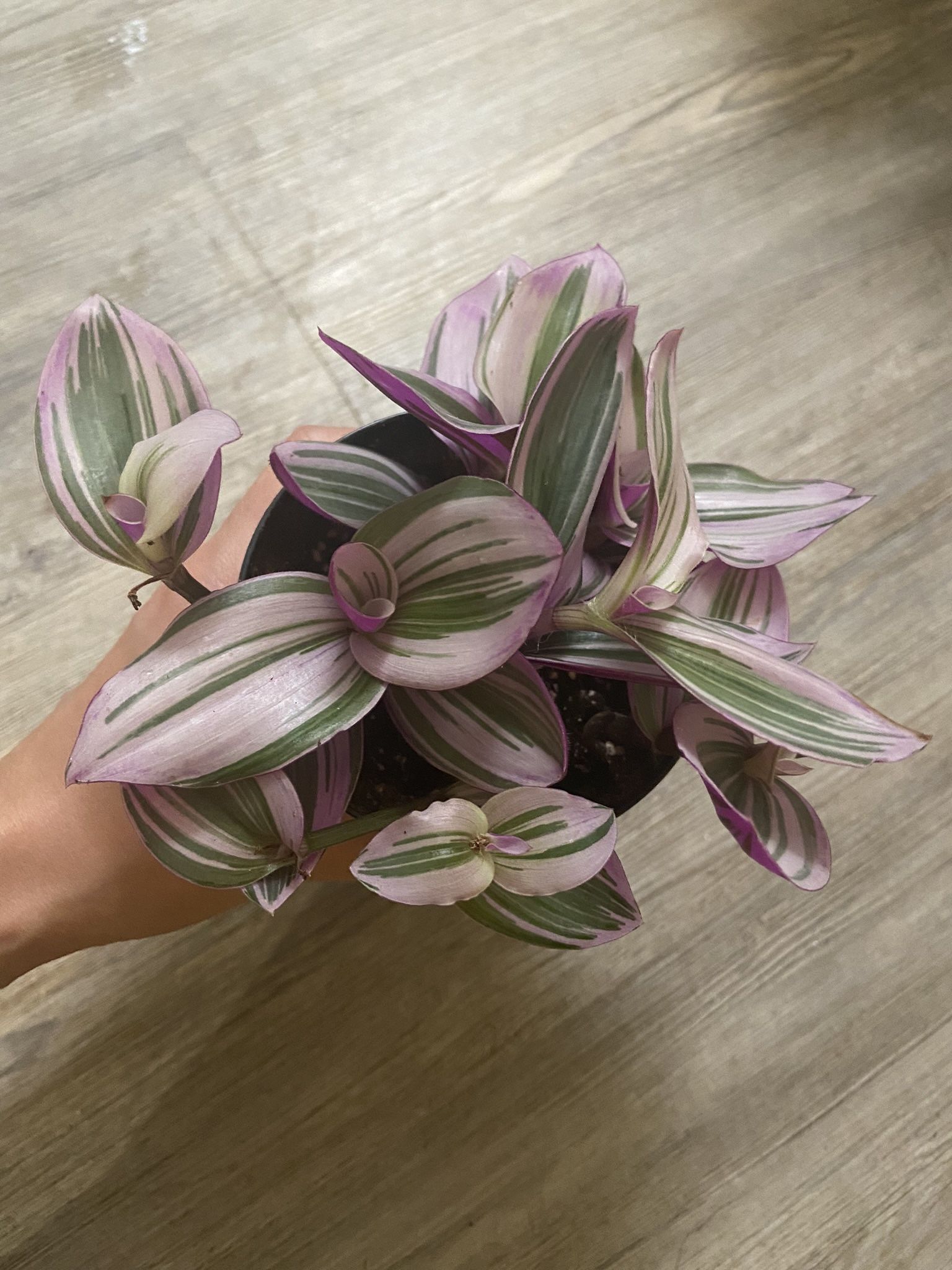 Pink Tradescantia Plant, Rare, Beautiful Indoor Plant, 5in Pot