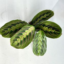 Red Maranta Prayer Plant