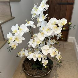 Large Orchid Plant
