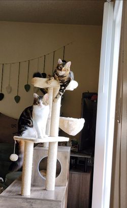 Cat tree / hidden kitty litter