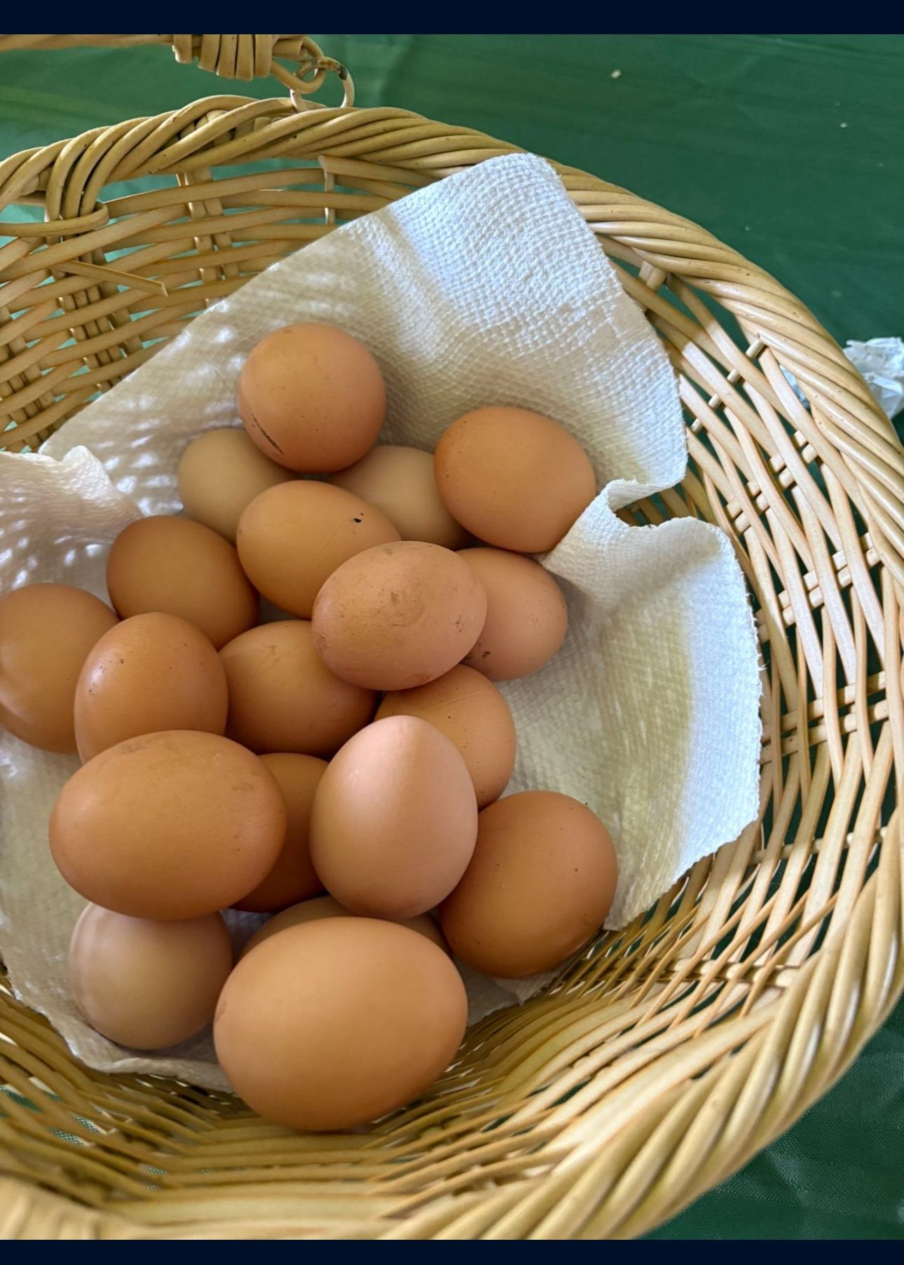 Fresh Eggs