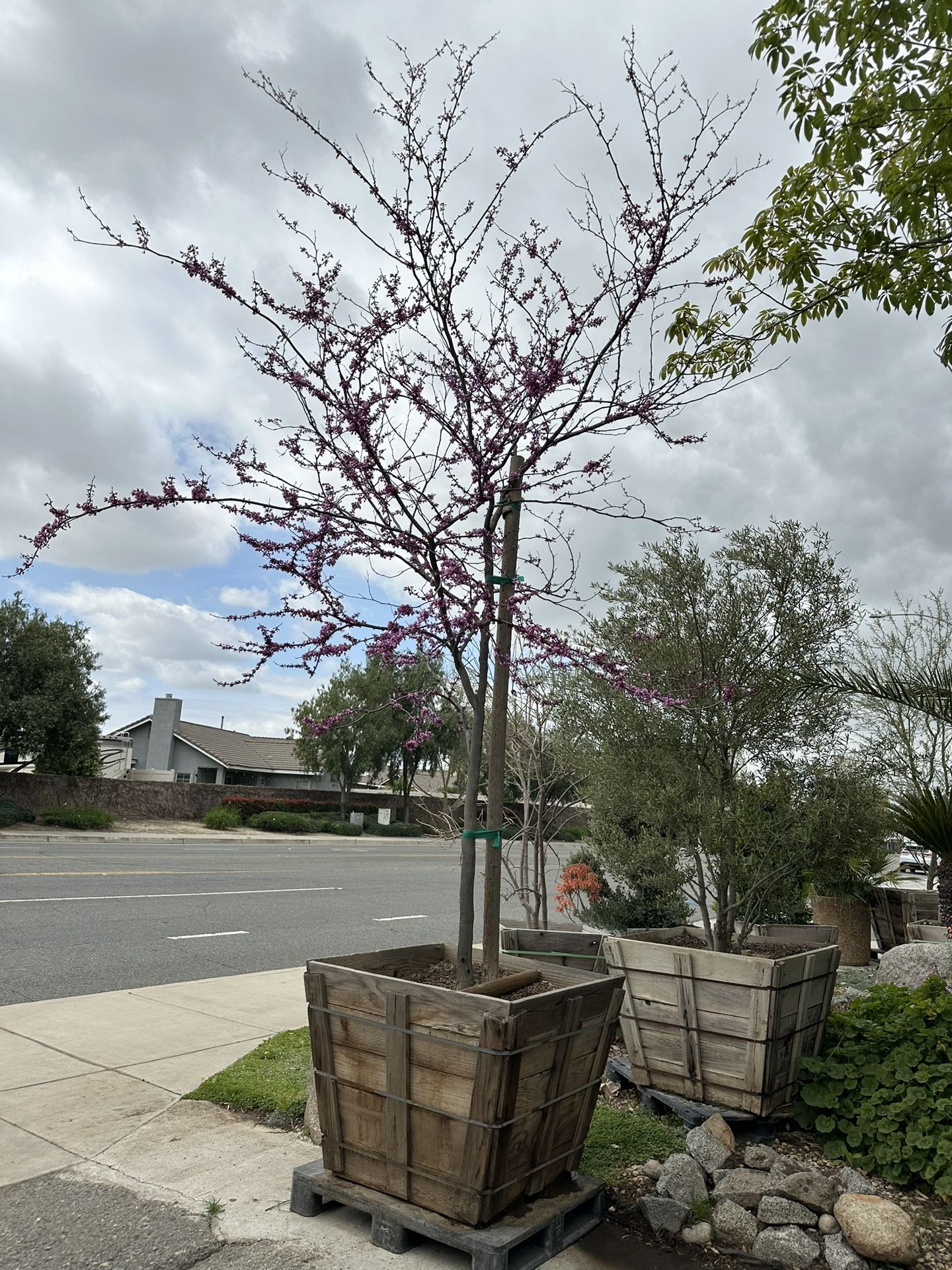 Cercis Redbud Forest Pansy 36”box