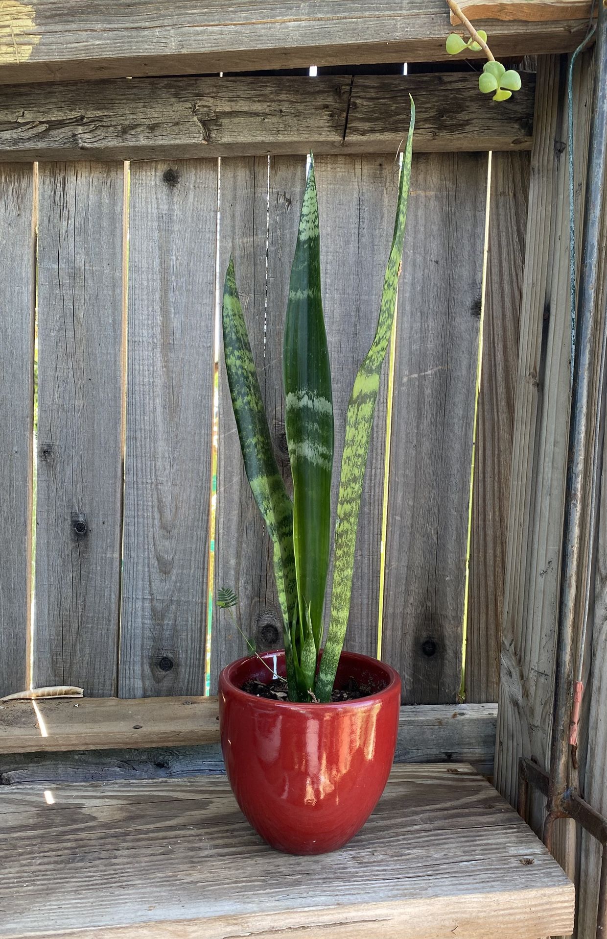 Indoor Mother-in-Law Or Snake Plant