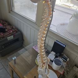 Anatomically Correct Spine