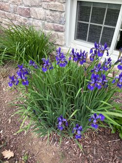 Purple Dutch Iris