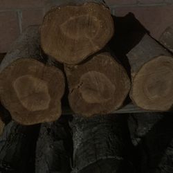 Fresh cut Chinese elm for cultivating mushrooms