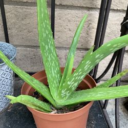 Aloe