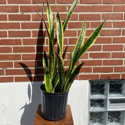 Houseplants For Sale - Sansevieria Snake plant 