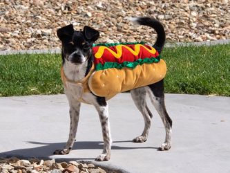 Hot Dog Halloween Costume for Dogs ā Size Medium ā Cute Wiener Dog Outfit