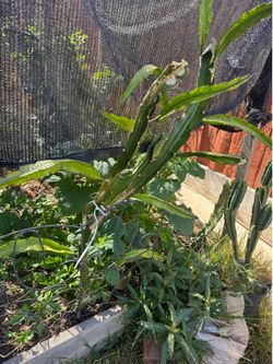 pink dragon fruit plant