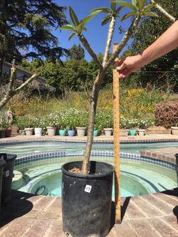 Tall Healthy Plumeria !!!