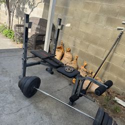 Bench and Weights 
