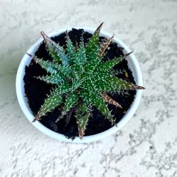 Haworthia Plant 