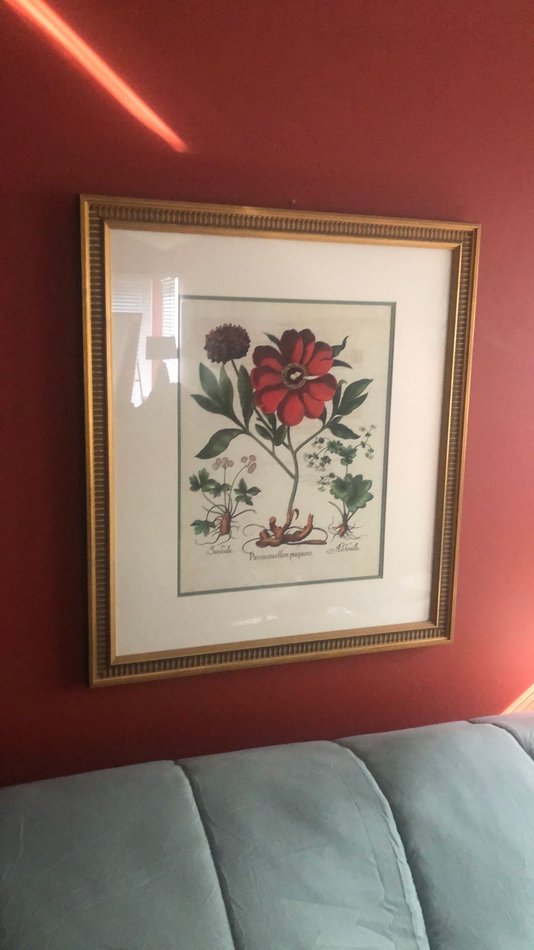 Botanical Print. Nice Gold Frame.