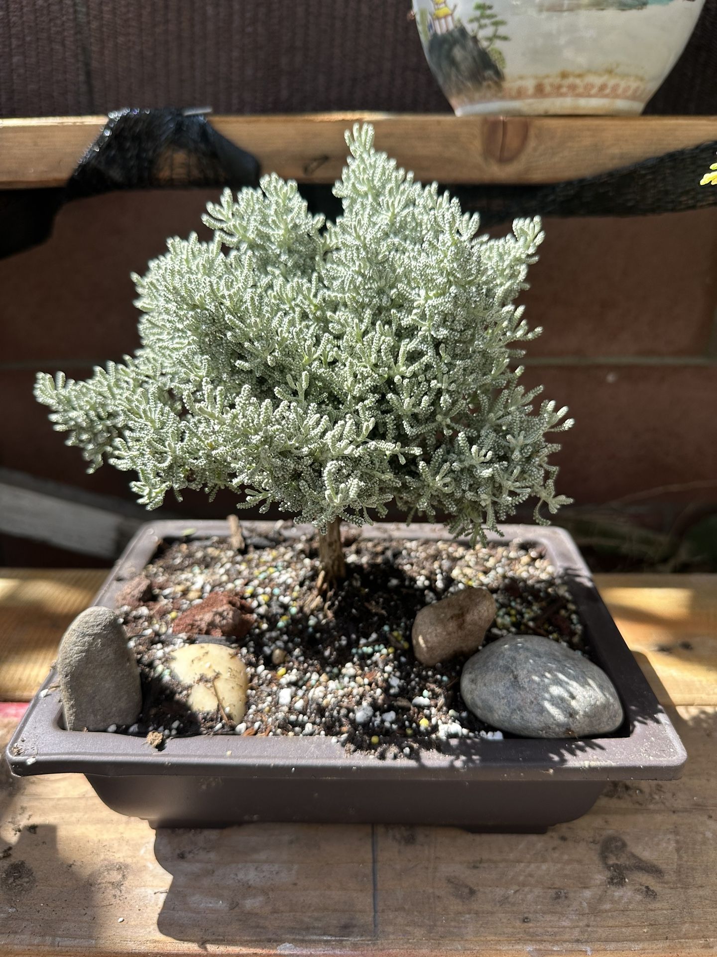 Santolina Bonsai