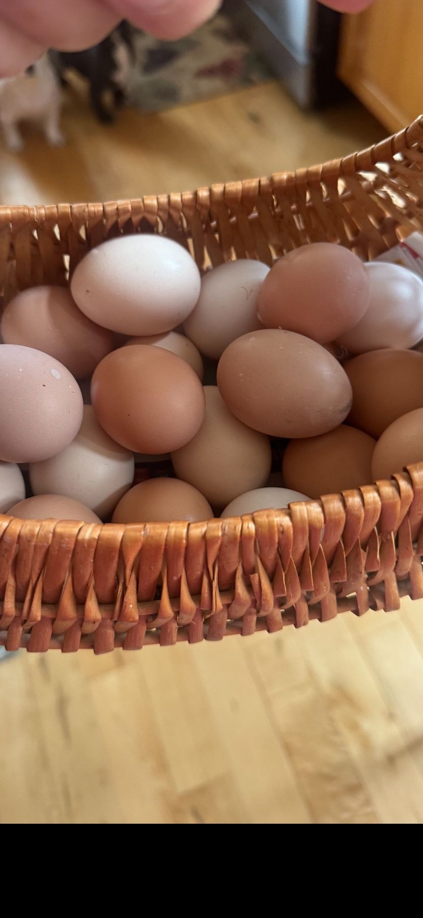Fresh Eggs 