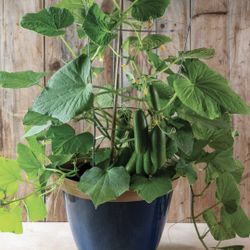 Cucumber Plant (Quick Snack) Pepino 