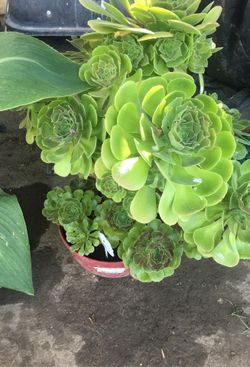 Aeoniums