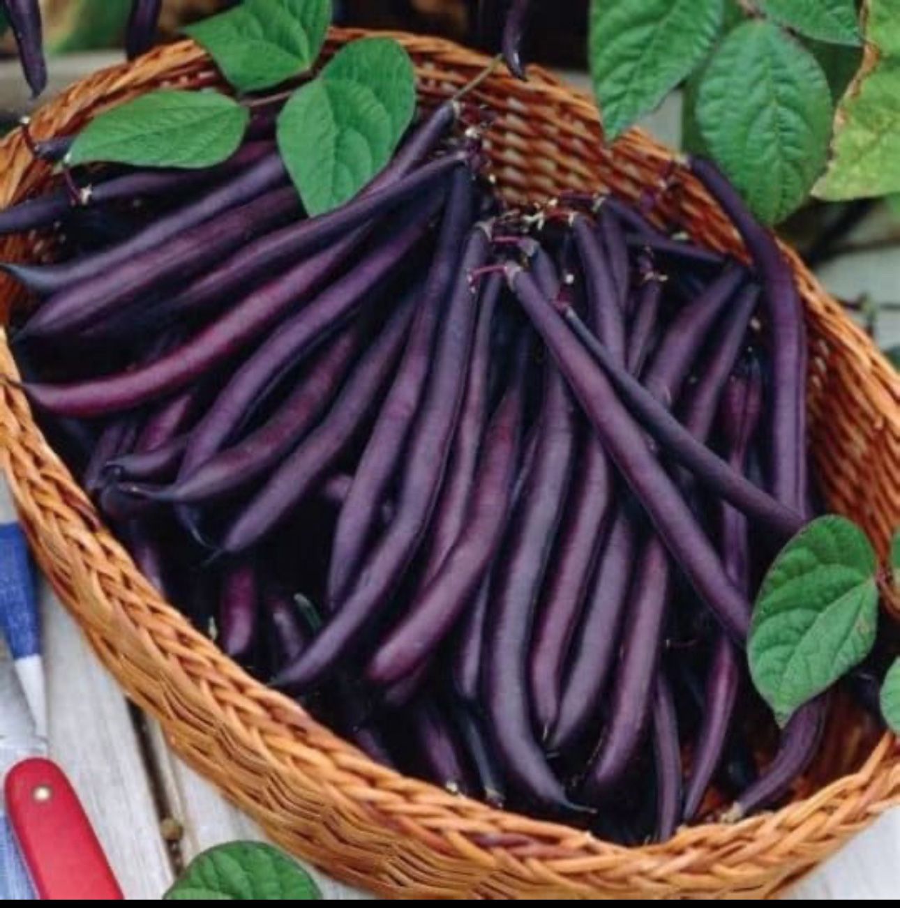  GREEN BEANS ORGANIC PURPLE  Plants NO GMOs OR CHEMICALS EVER, Grown here to produce 