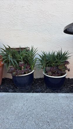 Succulents in ceramic pots