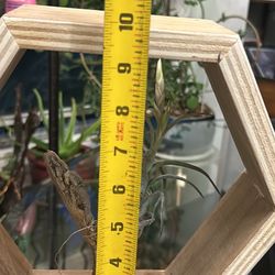 Tillandsia Air Plant 