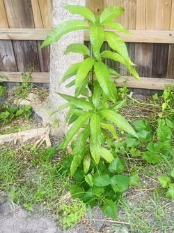 Mangoes trees