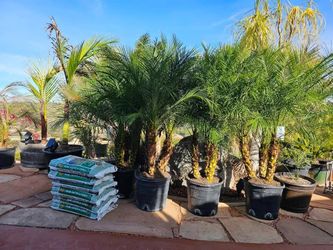 Clearance! King Palm, Pygmy Palm, Cycad & Staghorn Fern