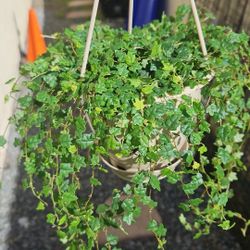 4.5" String Of Frogs (B)