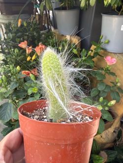 Plants (4”pot🌿Monkey tail 🌵 cactus )