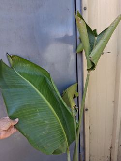 Banana plant
